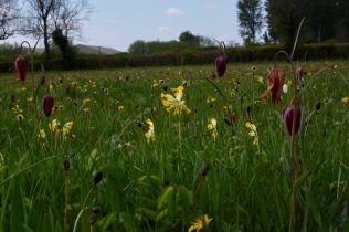 Water meadow, Ducklington, Oxon