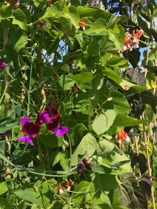 Sweet pea Cupani flowering alongside the Runner beans